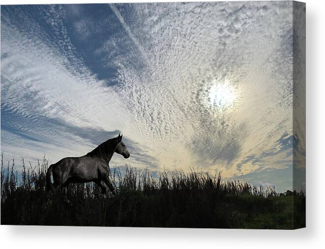 Wild Horses Canvas Print featuring the photograph Wild Horse 3C - Ranger by Sally Fuller