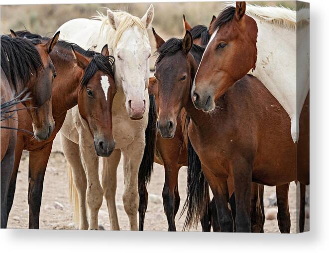 Wild Horses Canvas Print featuring the photograph Wild Horse Huddle by Wesley Aston