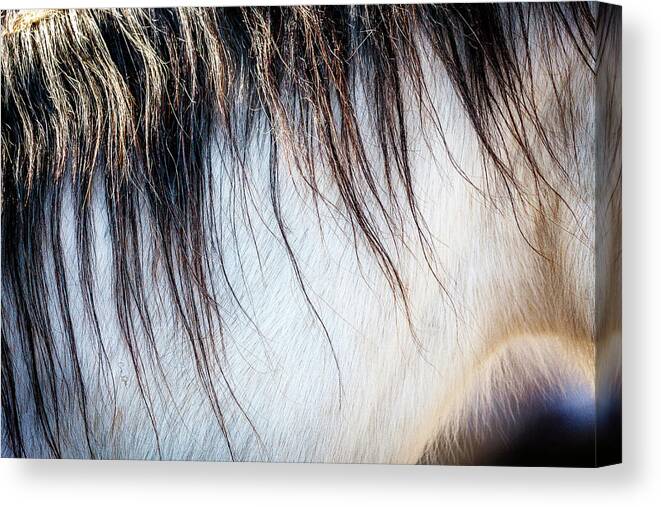 I Love The Beauty Of The Outdoors And Its Natural Wildlife. This Wild Horse Was Shot In The Pryor Mountain Wild Horse Range. Canvas Print featuring the photograph Wild Horse No. 5 by Craig J Satterlee