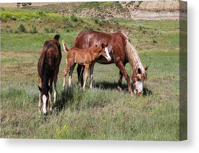 Wild Horse Canvas Print featuring the photograph Wild Horses 13A by Sally Fuller