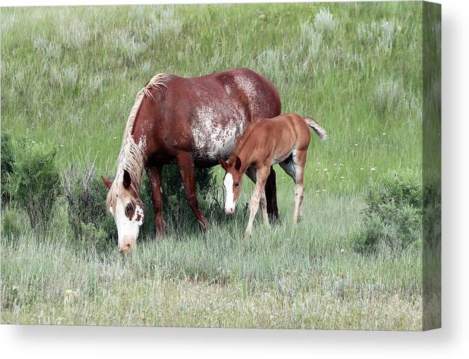 Wild Horse Canvas Print featuring the photograph Wild Horses 15A by Sally Fuller