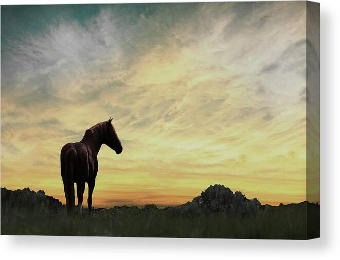 Wild Horses Canvas Print featuring the photograph Wild Horses 9A by Sally Fuller