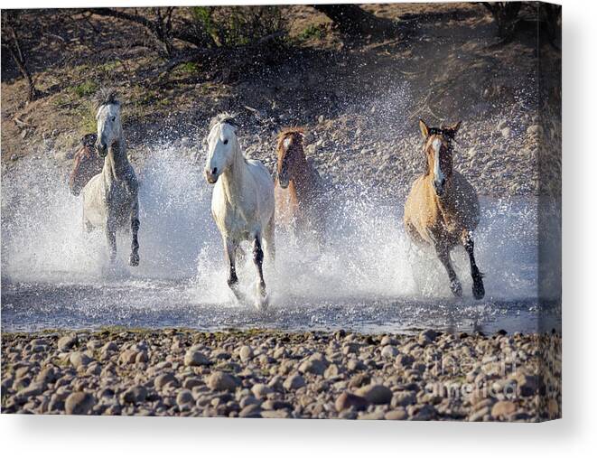 Wild Horses Canvas Print featuring the photograph Wild Horses Galloping Thru Salt River by Martin Konopacki