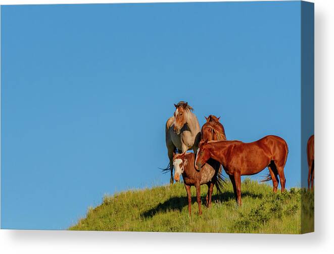 Animal Canvas Print featuring the photograph Wild Horses by Kelly VanDellen