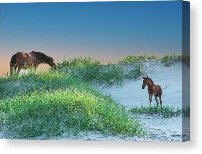 Mare Canvas Print featuring the photograph Wild Horses by Skip Tribby