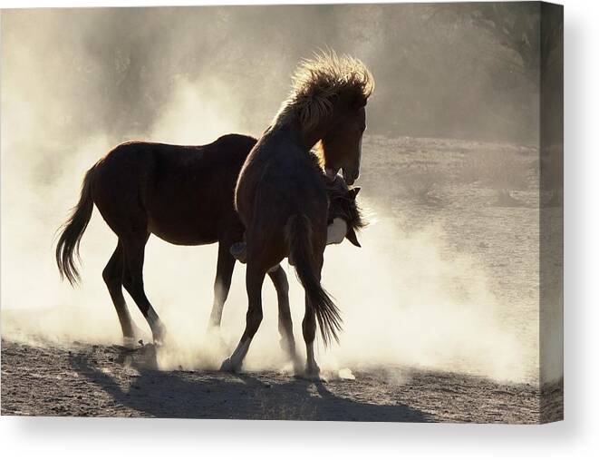 Animal Wildlife Canvas Print featuring the photograph Wild Mustangs Fighting by Dennis Boyd