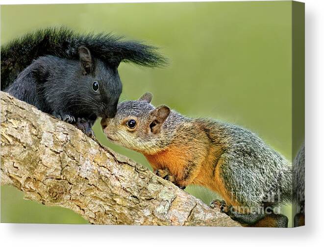 Red-bellied Squirrels Canvas Print featuring the photograph Wild Red-bellied Squirrels Interacting by Dave Welling