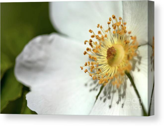 Flower Canvas Print featuring the photograph Wild Rose by Stephen Melia