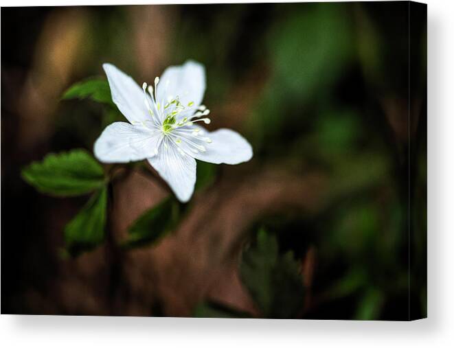 Wild Canvas Print featuring the photograph Wild Strawberry by Pamela Dunn-Parrish