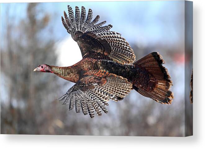 Animal Themes Canvas Print featuring the photograph Wild Turkey in Winter by Jim Cumming