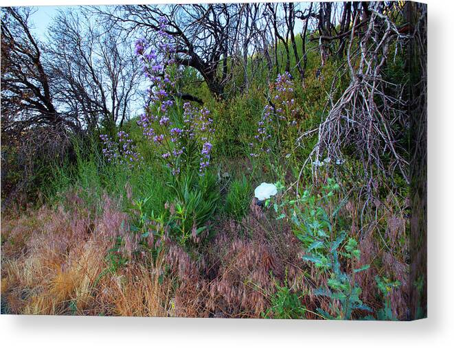 Wildfires Canvas Print featuring the photograph Wilderness Recovery After Wildfires by Ram Vasudev