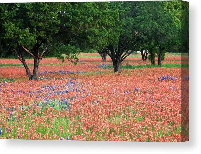 Abundance Canvas Print featuring the photograph Wildflower Field by Eggers Photography