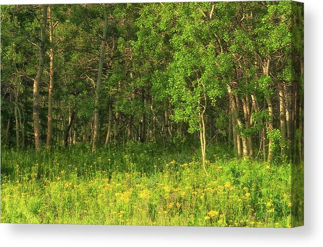 Glacier National Park Canvas Print featuring the photograph Wildflowers and Aspens at Glacier National Park Montana by Ram Vasudev
