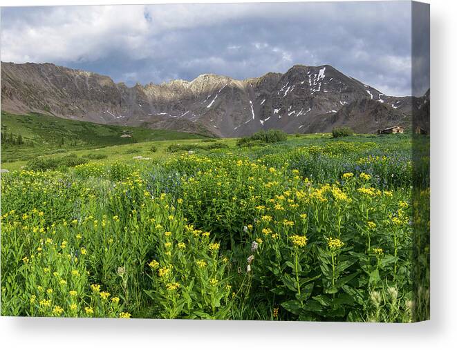 Breckenridge Canvas Print featuring the photograph Wildflowers in Mayflower Gulch by Aaron Spong