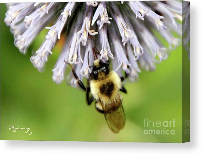 Nature Canvas Print featuring the photograph Will You Bee Mine? by Mariarosa Rockefeller