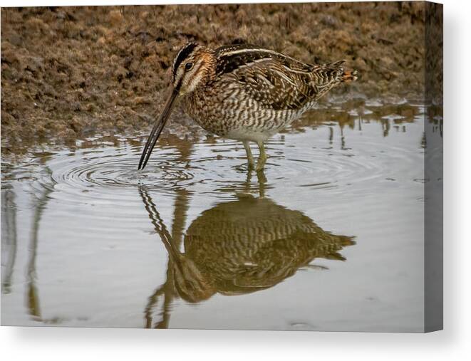 Snipe Canvas Print featuring the photograph Wilson's Snipe Pond by Bradford Martin