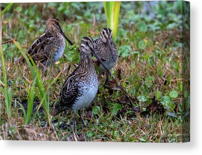 Snipe Canvas Print featuring the photograph Wilson's Snipe Trio by Bradford Martin