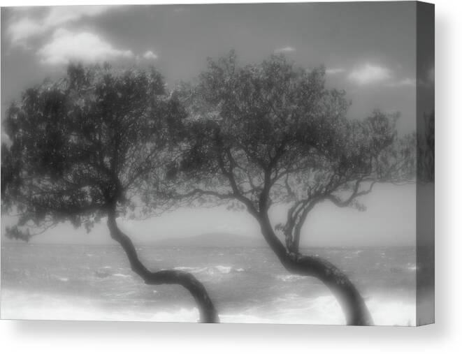Maui Canvas Print featuring the photograph Wind Bent Trees in Black and White by Tina Horne