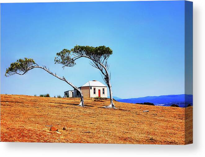 Tantalising Canvas Print featuring the photograph Windswept Trees Maria Island by Lexa Harpell