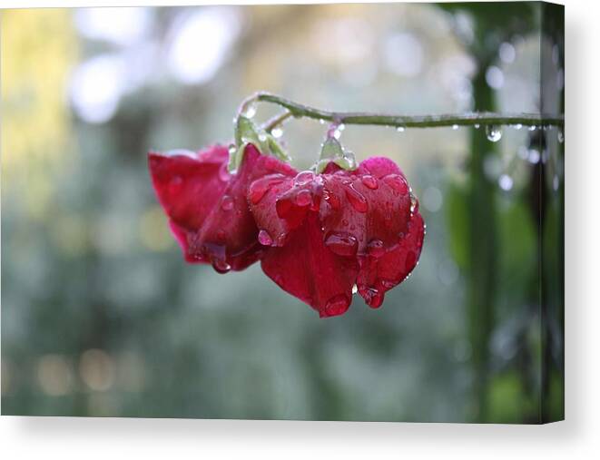 Wine Red Canvas Print featuring the photograph Wine Red Sweet Pea by Vicki Cridland