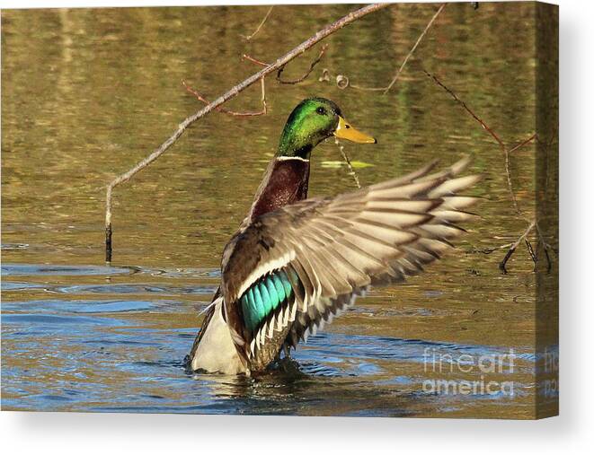 Duck Canvas Print featuring the photograph Winging It by Brian Baker