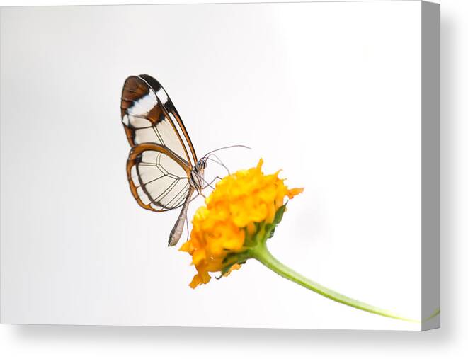 Orange Color Canvas Print featuring the photograph Wings of glass by José Gieskes Fotografie