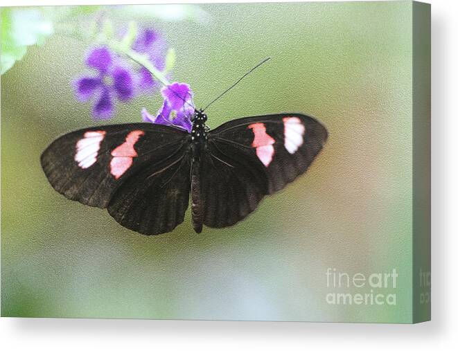 Butterfly; Black Butterfly; Black; Green; Leaves; Purple Flowers; Flowers; Wings; Purple; Red Canvas Print featuring the photograph Wingspan by Tina Uihlein