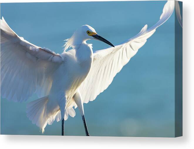 Snowy Egret Canvas Print featuring the photograph Wingspread by RD Allen