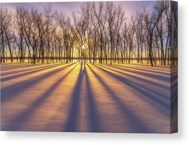 Sunrise Canvas Print featuring the photograph Winter Gold by Darren White