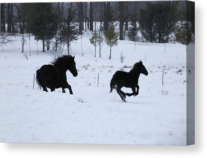 Horse Canvas Print featuring the photograph Winter Run by Brook Burling
