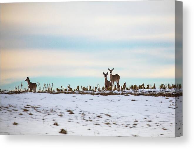 Deer Canvas Print featuring the photograph Winter Whitetails by Denise Kopko