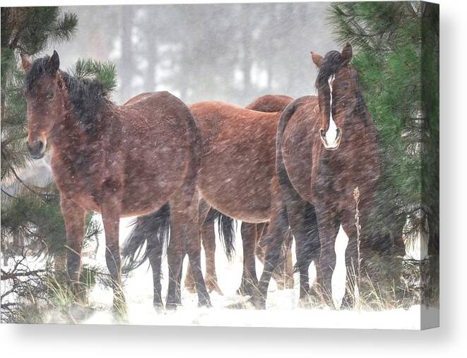 Stallion Canvas Print featuring the photograph Winter Winds Blowing. by Paul Martin