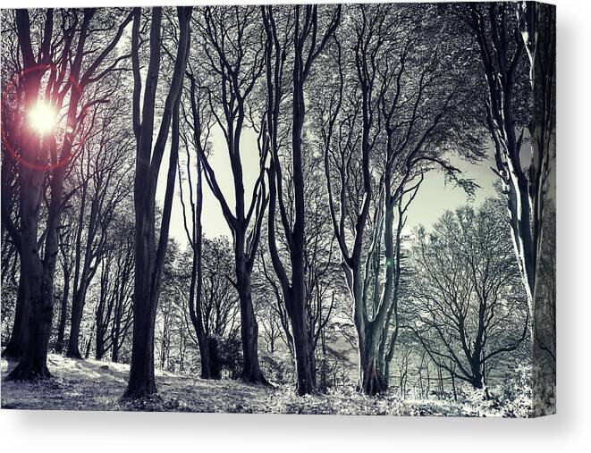 Tree; Woods; Forest; Eerie; Landscape; Snow; Wood; Monochrome; Cold; Frost; Leaf; Nature; Horizontal; Wide; Sunrise - Dawn; Natural Parkland; Public Park; Branch - Plant Part; Sun; Dark; Wide Shot; Wide Angle; Non-urban Scene; Scenics - Nature Canvas Print featuring the photograph Winter Woods by Martyn Boyd