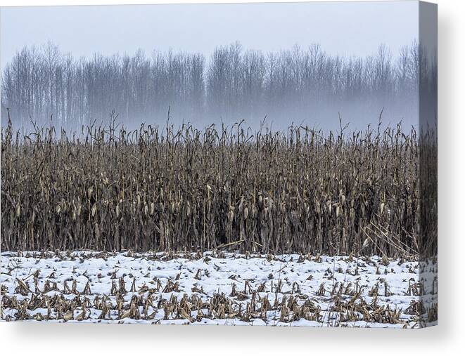 Museum Quality Canvas Print featuring the photograph Winter's Corn by Bruce Davis