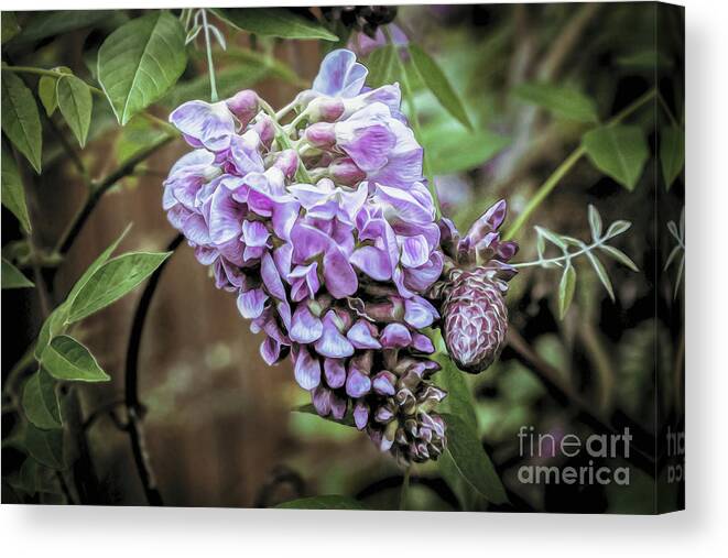 Wisteria Canvas Print featuring the photograph Wisteria Magic by Susan Vineyard