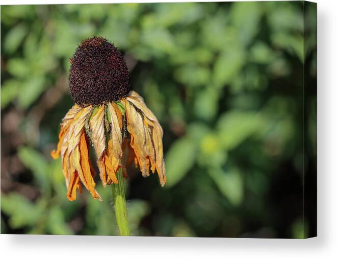 Photography Canvas Print featuring the photograph Withered Petals by Mary Anne Delgado