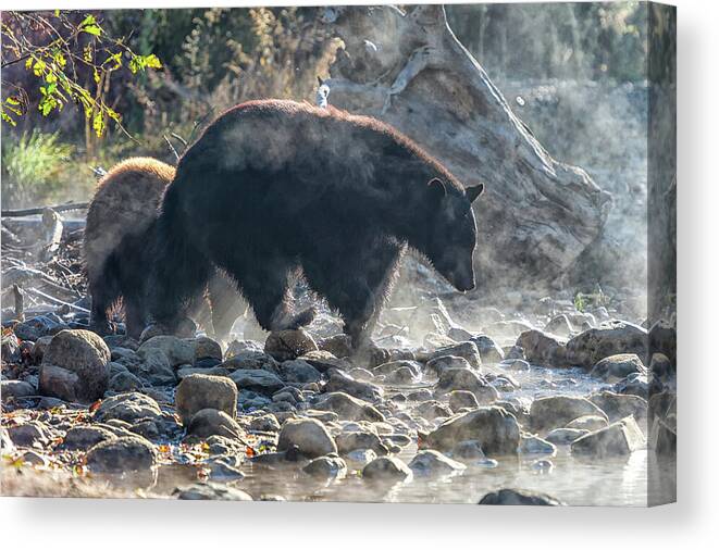 Black Bear Canvas Print featuring the photograph Bouldering by Scott Warner