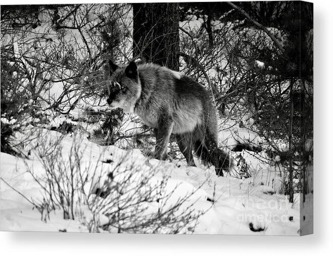 Banff Canvas Print featuring the photograph Wolf in the snow by Wilko van de Kamp Fine Photo Art