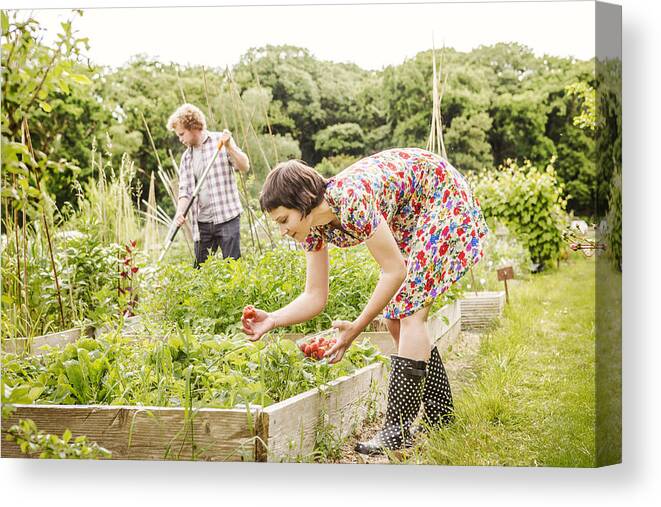 Mid Adult Canvas Print featuring the photograph Woman picking strawberries, man racking. by Betsie Van Der Meer