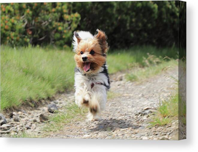 Biewer Yorkshire Terrier Canvas Print featuring the photograph Biewer Terrier in run position with tongue out by Vaclav Sonnek