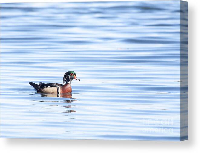 Wood Duck Canvas Print featuring the photograph Wood Duck Blues by Jayne Carney