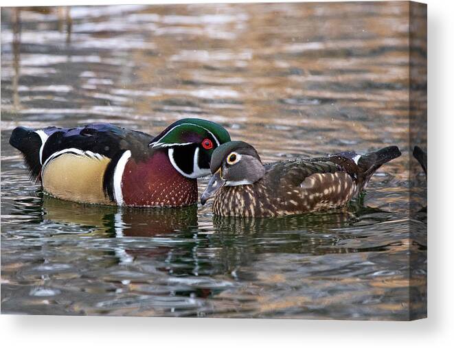 Wood Ducks Canvas Print featuring the photograph Wood Duck Pair by Wesley Aston