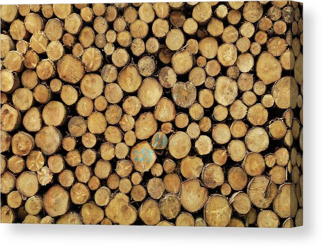 Wood Logs Canvas Print featuring the photograph Wood Logs by Maria Meester