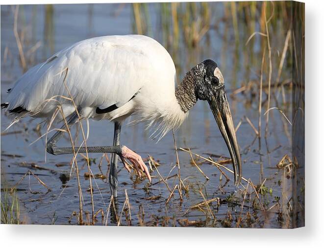 Wood Storks Canvas Print featuring the photograph Wood stork by Mingming Jiang