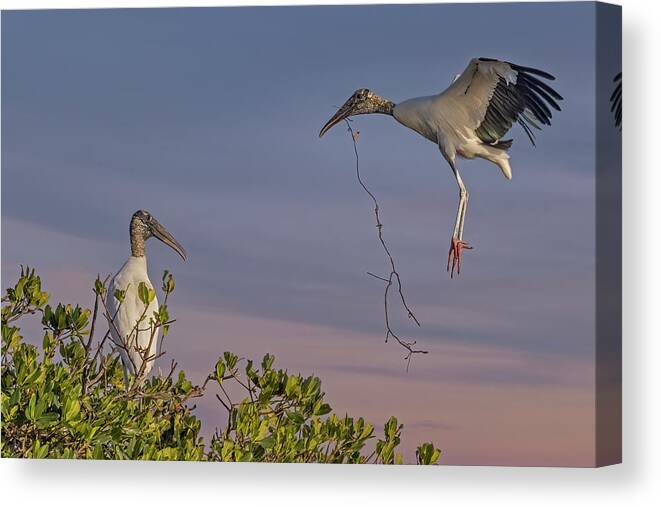 Wood Stork Canvas Print featuring the photograph Wood Stork Returns To Nest by Susan Candelario