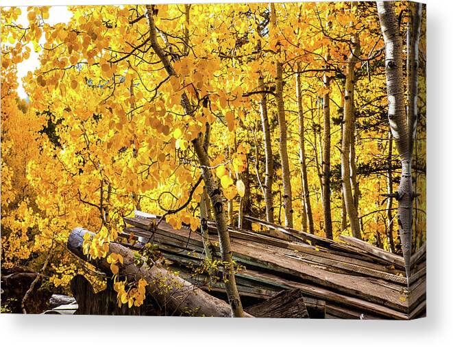 Woodfords Hope Valley Autumn Colors Canvas Print featuring the photograph Woodford's Autumn Gold by Robin Valentine