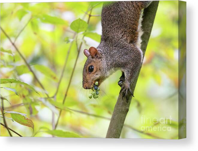 Backyard Canvas Print featuring the photograph Woodland Creatures - Eastern Grey Squirrel by Rehna George