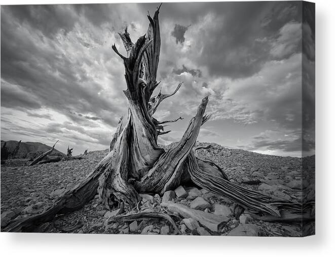 14-24mm Canvas Print featuring the photograph Xeric by Steve Berkley