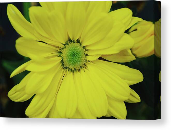 Flower Canvas Print featuring the photograph Yellow African Daisy Flower by Gaby Ethington