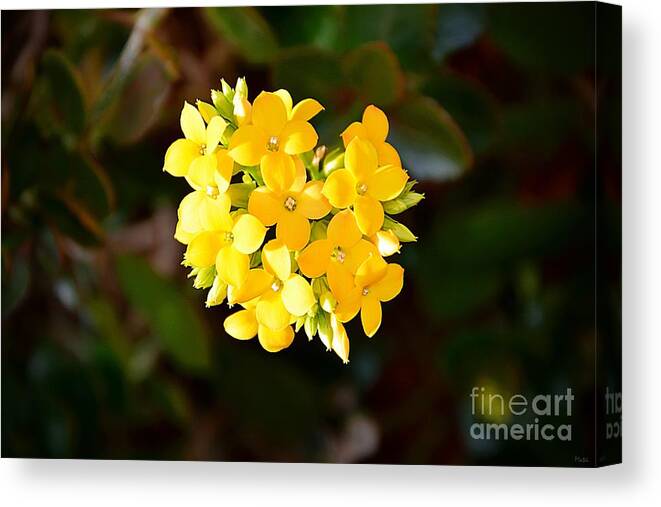 Yellow Flowers Canvas Print featuring the photograph Yellow Allegria by Ramona Matei